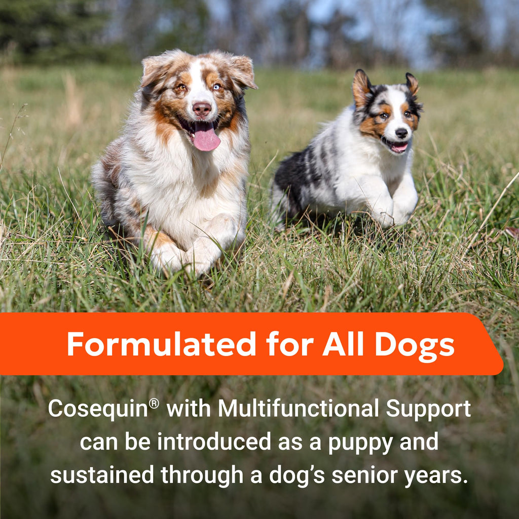 Nutramax Cosequin Joint Health Supplement with Multifunctional Support for Dogs, Soft Chews with Glucosamine, Chondroitin, Omega-3s, and Postbiotics, 90 Count Nutramax Laboratories Au supplements