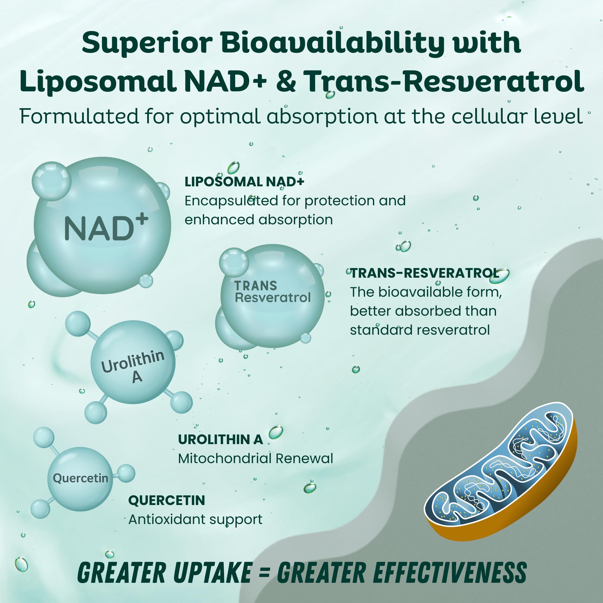 LebenKraft NAD Supplement Pure Organic | NMN Supplement Alternative | Boost Energy & Cellular Health | Urolithin A, Resveratrol, Quercetin for Antioxidant Power | for Women and Men LebenKraft Au supplements