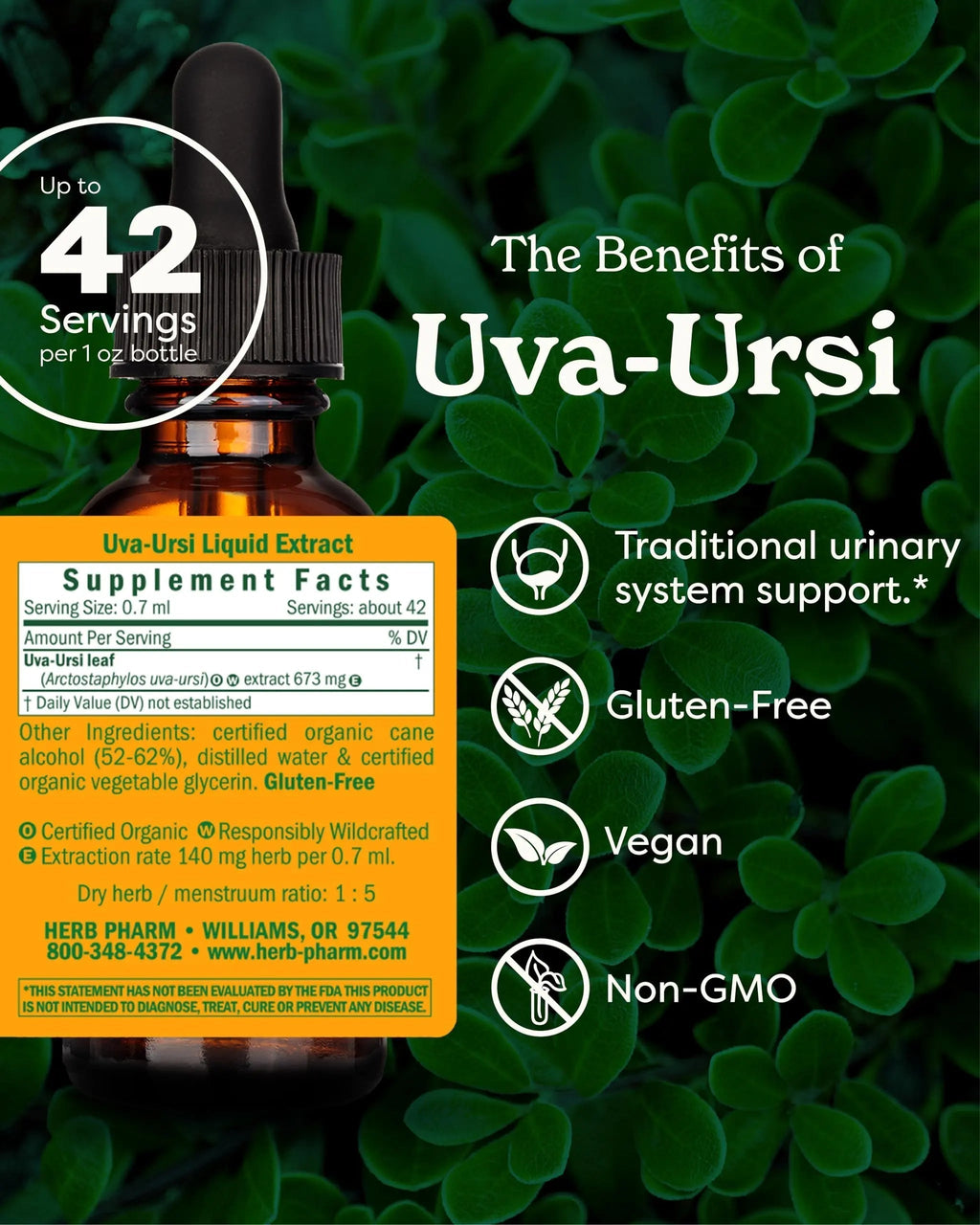 Herb Pharm Uva Ursi Liquid ExtraCount for Urinary System Support, 1 Fl Oz Herb Pharm Au supplements