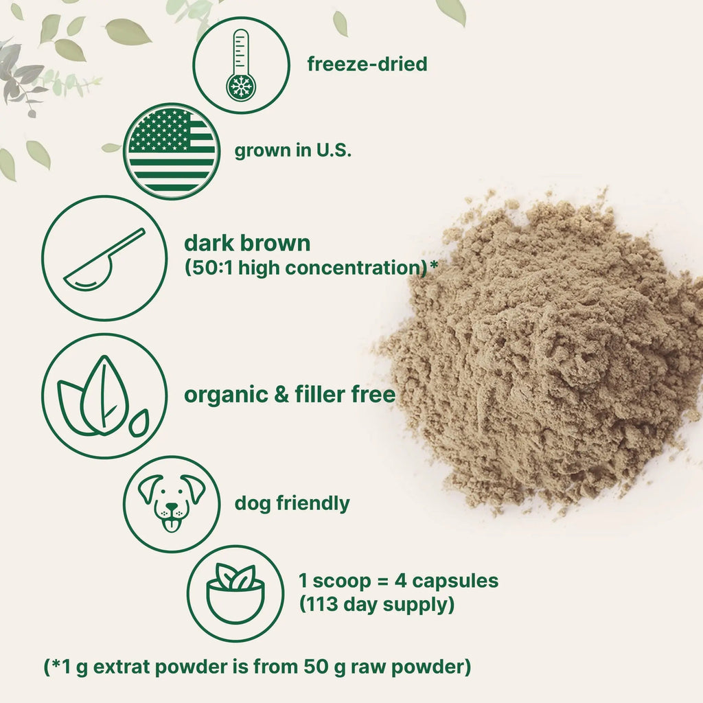 Organic Turkey Tail Mushroom Powder (50:1 Extract), 8 Ounce | Sustainably US Grown Micro Ingredients Au supplements