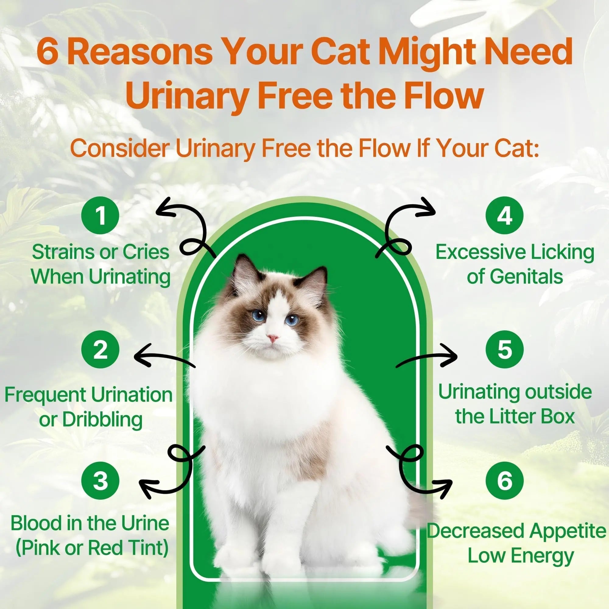 Cat Bladder Remedy for Stones & Crystals, Kidney StonesDissolver forCat- Urinary Free The Flow - Cat Urinary Tract Infection Treatment for Stones, Herbal CatUTI Remedy for Stone Relief & Prevention Qanoreth Au supplements