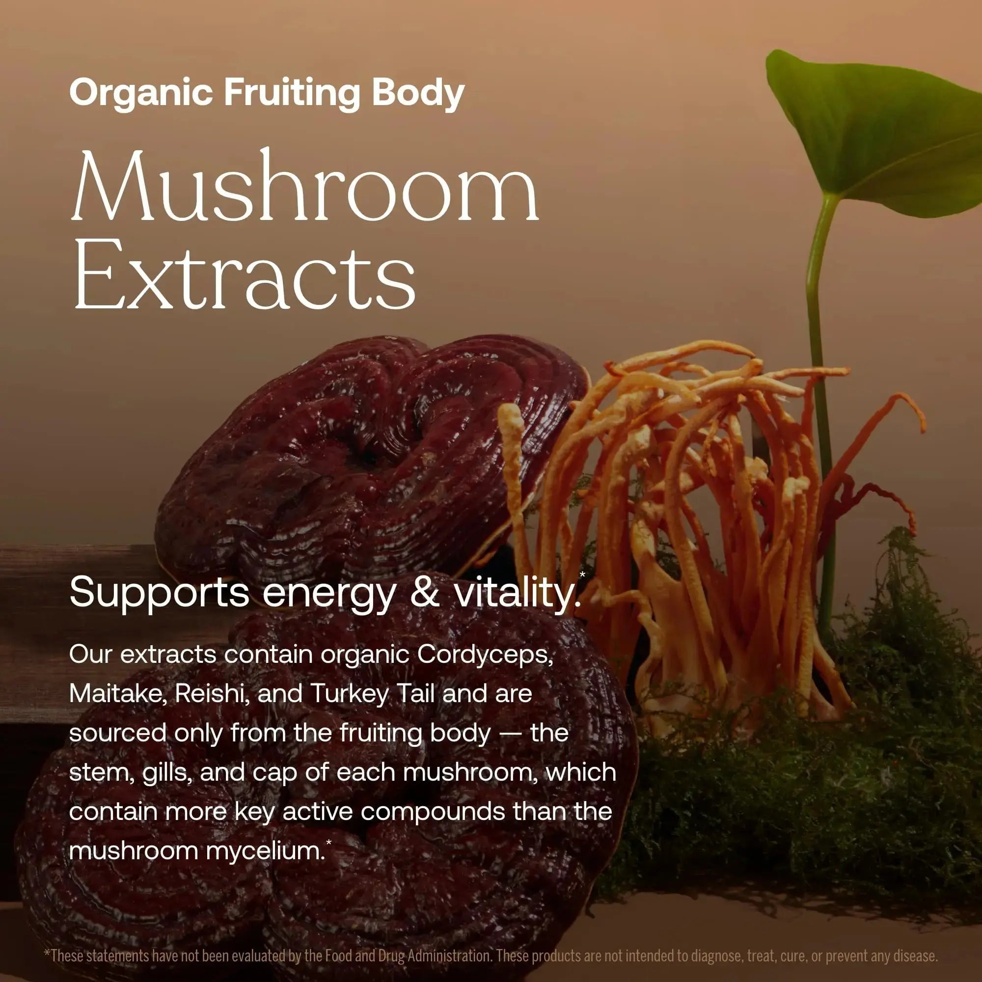 True Grace One Daily Women’s Multivitamin Fermented Minerals, Organic Adaptogens & Mushrooms Whole Body Balance, Immune, Energy, Beauty Support True Grace Au supplements
