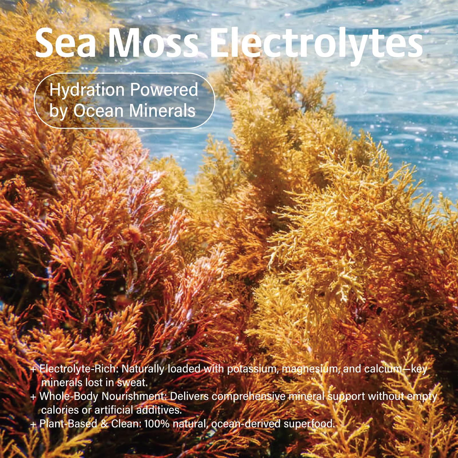 VDY Sea Moss Electrolytes Powder Packets - Hydration Packets Sugar Free - Electrolyte Packets with 30 Sticks - Zero Sugar & 0 Calorie - Keto Friendly