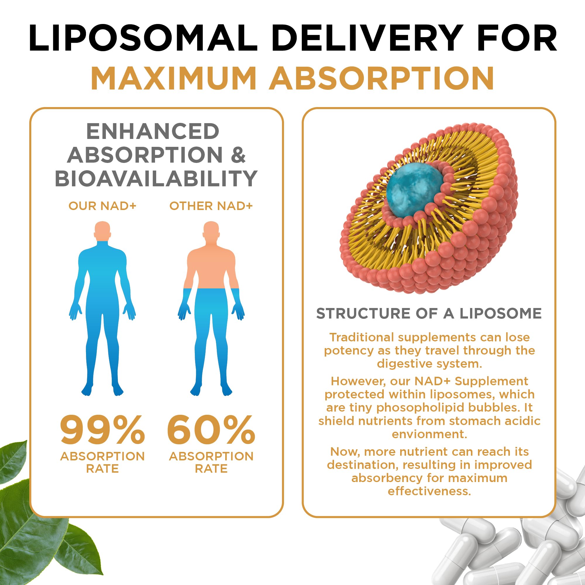 NAD+ Supplement Liposomal Capsules - Max Absorption for Cellular Energy, Healthy Aging, Brain Function & DNA Health - Vegan, Non-GMO, Gluten-Free Supplement - 60 Capsules - Supports NAD Levels AuroraSynth Au supplements