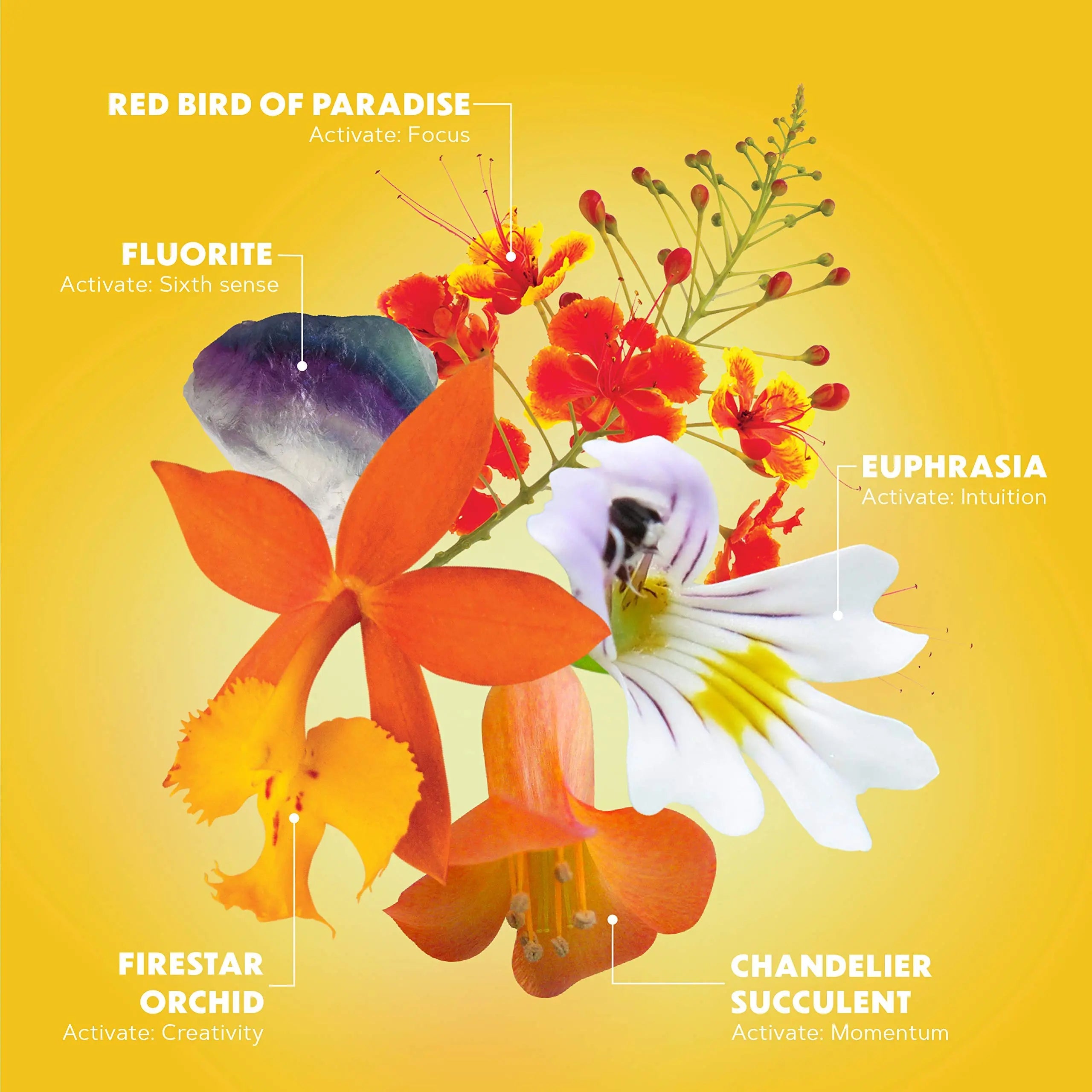 LOTUSWEI Inspired Action Flower Essence Elixir – Enhance Focus, Concentration, Mental Clarity & Creativity – Flower Remedy Supplement LOTUSWEI Au supplements