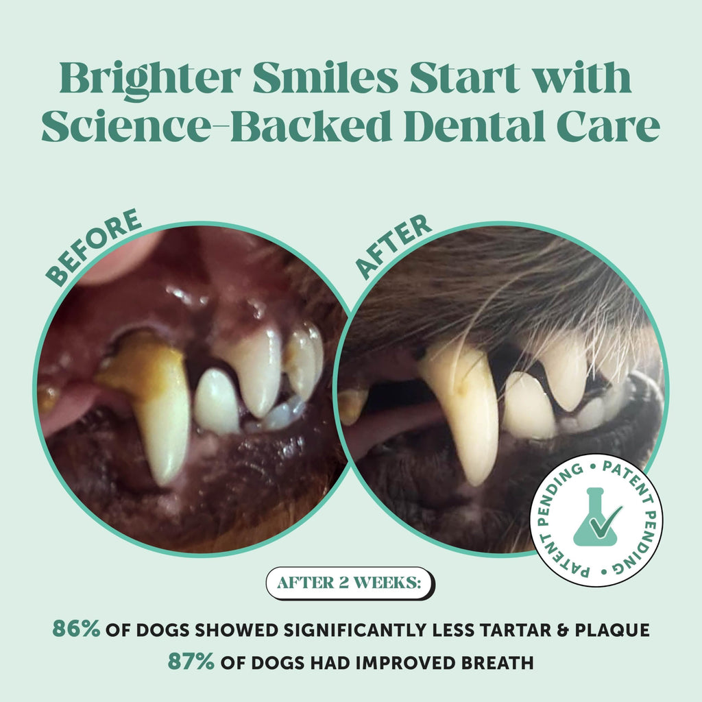 Dog Breath Freshener Dental Powder for Teeth Cleaning Plaque Off, Dental Care for Dogs, Tartar Remover for Teeth with Natural Herbal Blend + Postbiotics (Mint - 30 Servings) Pet Honesty Au supplements