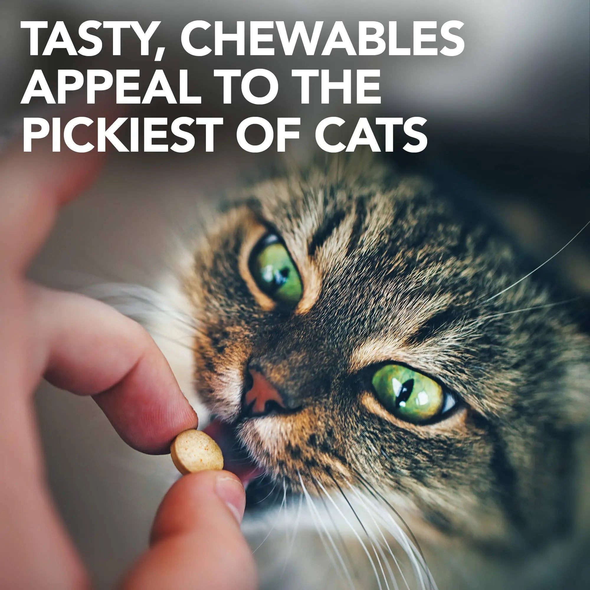 Vet's Best Cat Urinary Supplement, Urinary Tract Support Chewable for Cats, Supports A Healthy Urinary Tract in Cats, 60 Chewable Tablets Vet's Best Au supplements