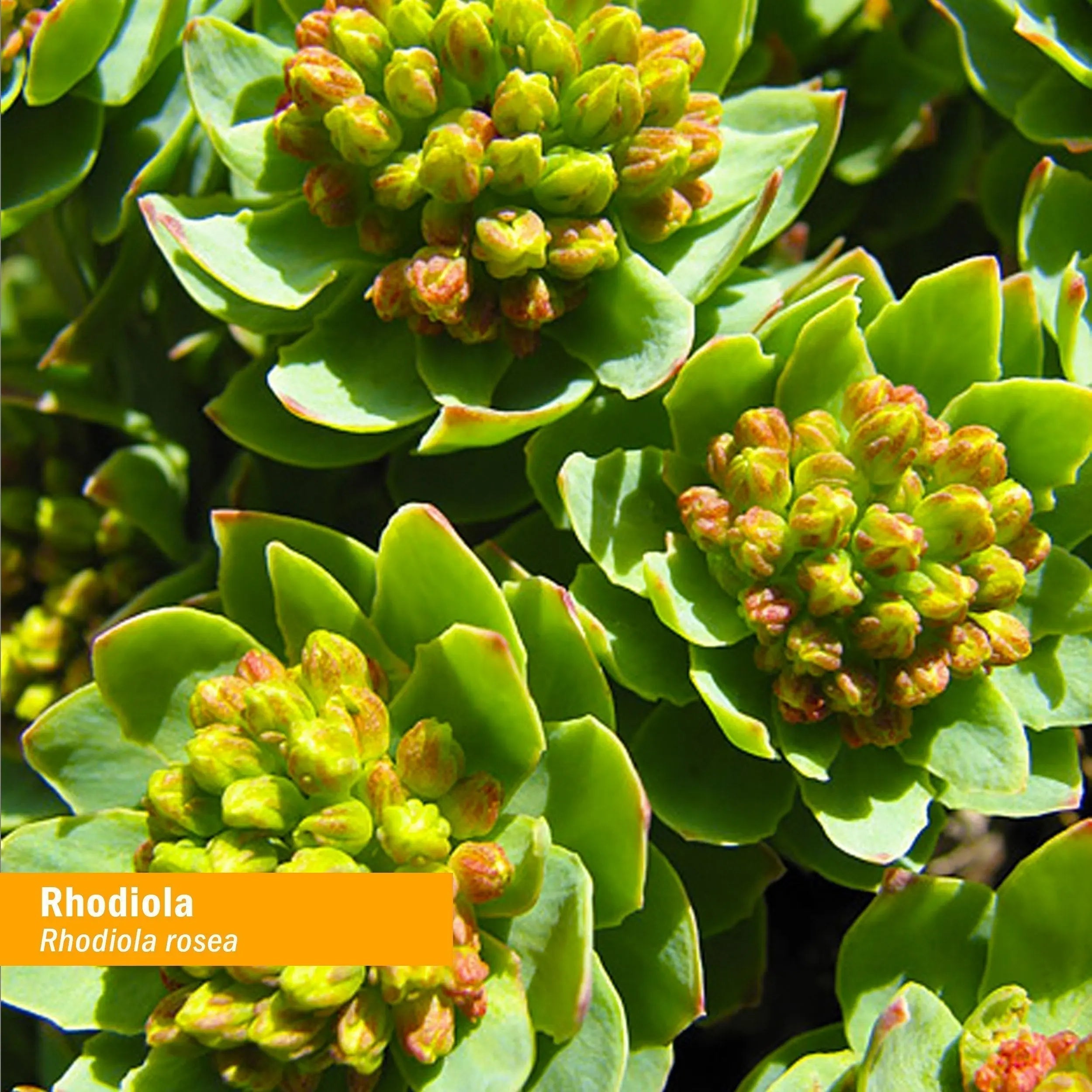 Herb Pharm Certified Organic Rhodiola Root Extract for Energy, Endurance and Stamina Herb Pharm Au supplements