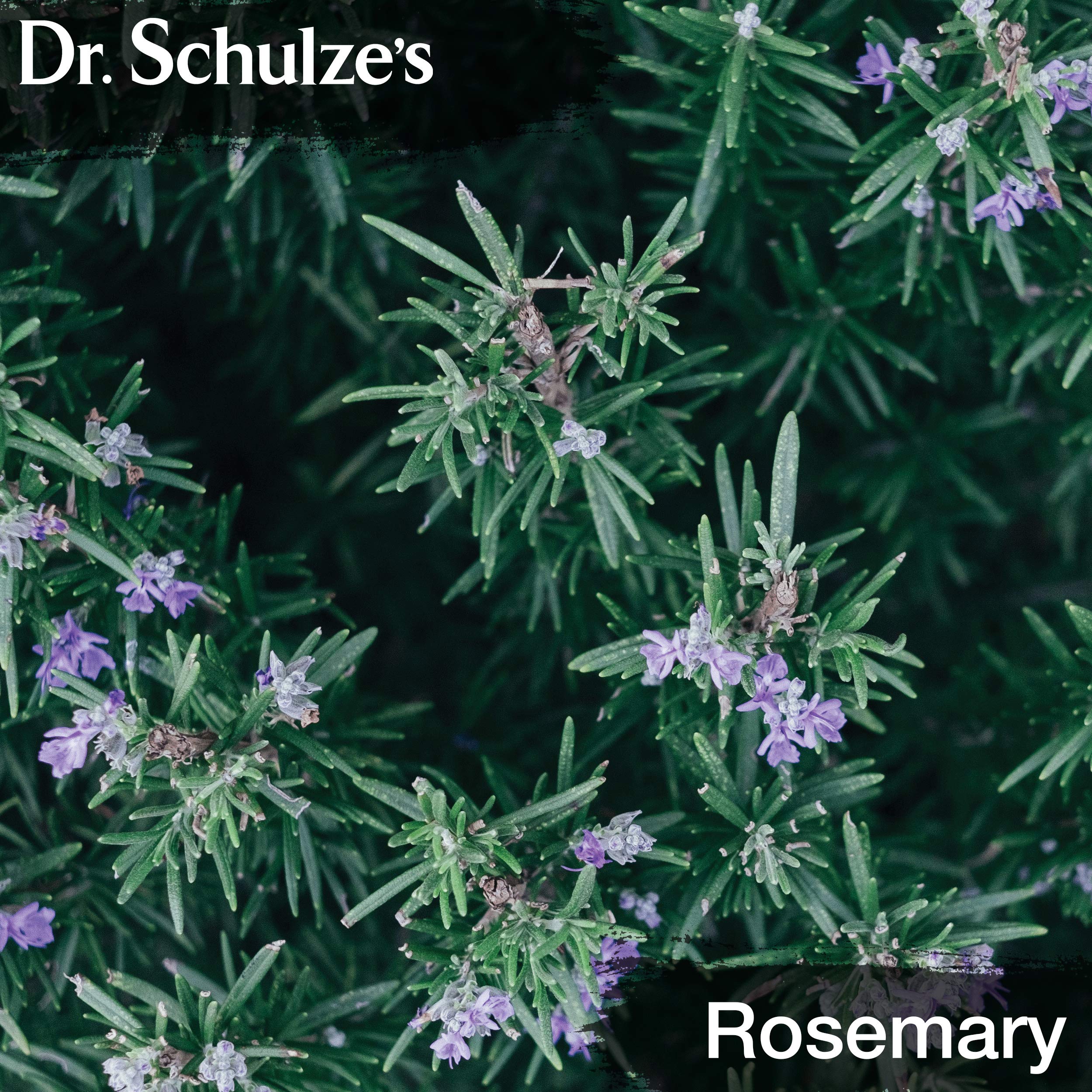 Dr. Schulze's Brain Formula 2 oz. - Vegan and Wild-Harvested | Stimulates Circulation and and Improved Mental Focus Dr. Schulze's Au supplements