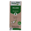 Figuier BIO Macérat mère bourgeons Flacon 30 ml HERBALGEM