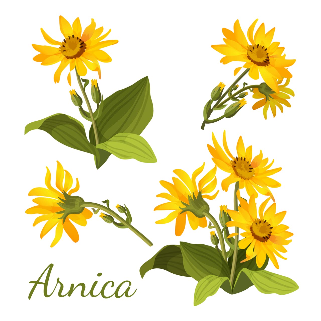 All-Natural Arnica Muscle Balm - Plant-Based Topical swelling and bruising Relief | Essential Oils & Menthol soothes and cools sore muscles, Hypoallergenic & Paraben-Free, Made in USA - TrustMedUSA