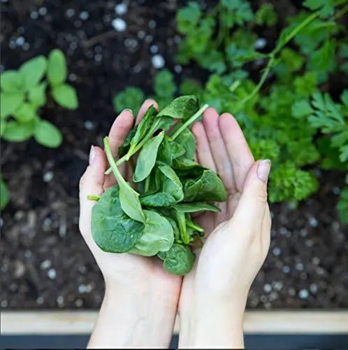 Amazing Grass Greens Blend Superfood: Super Greens Powder Smoothie - TrustMedUSA