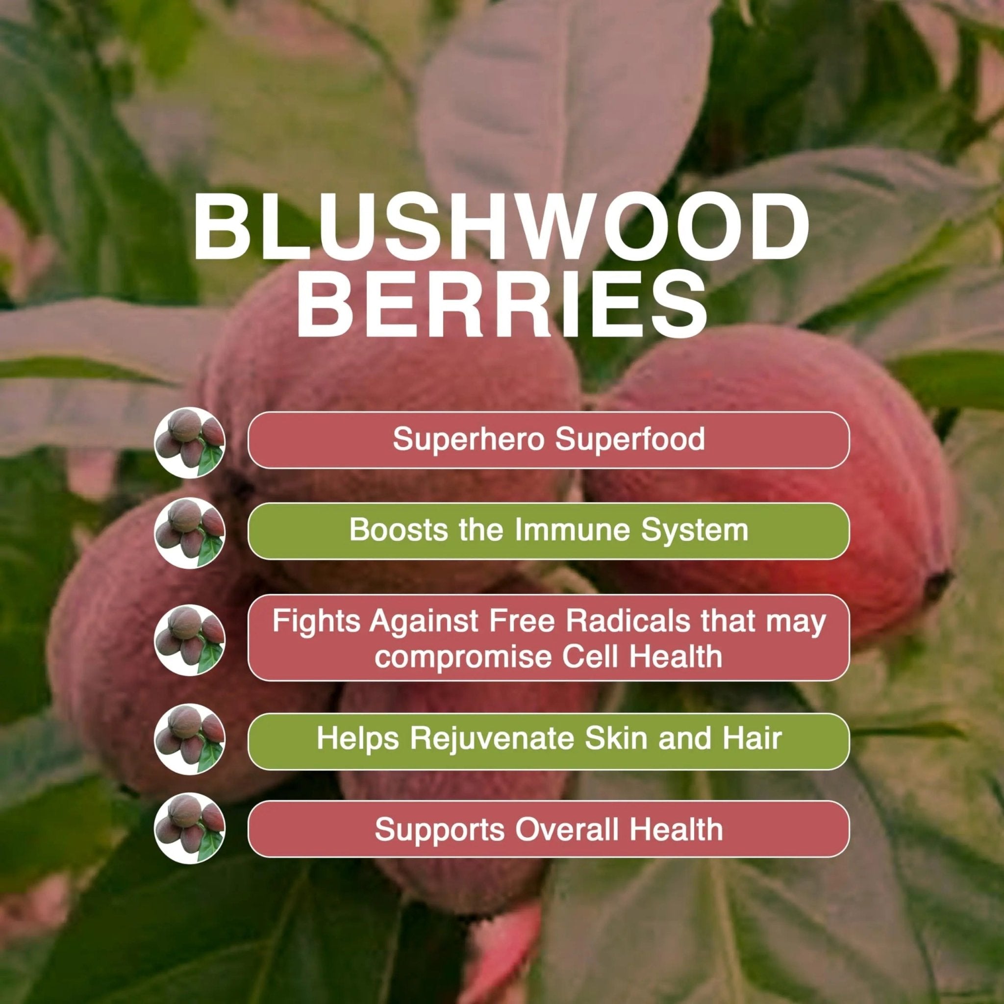 Aussie Pure Blushwood Berry Superfruit Daily Cell Defense - Soursop - Kakadu Plum - Pomegranate - Blueberry - Immune and Cell Support Powder - All Ages - Lab Tested and Authenticated - 180g/6.4oz - TrustMedUSA