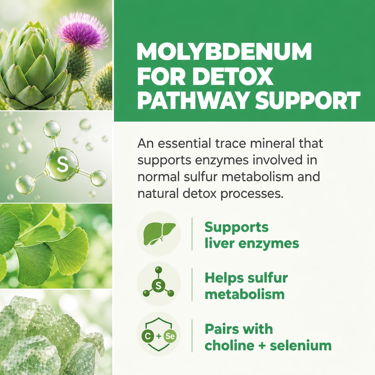 Balance ONE Liver Support Supplement with Milk Thistle, Molybdenum, Dandelion Root & Choline – Liver Health, Detox Pathway & Antioxidant Support – Vegan Capsules, 1 Month Supply – Liver One - Maple Wellness Supplements