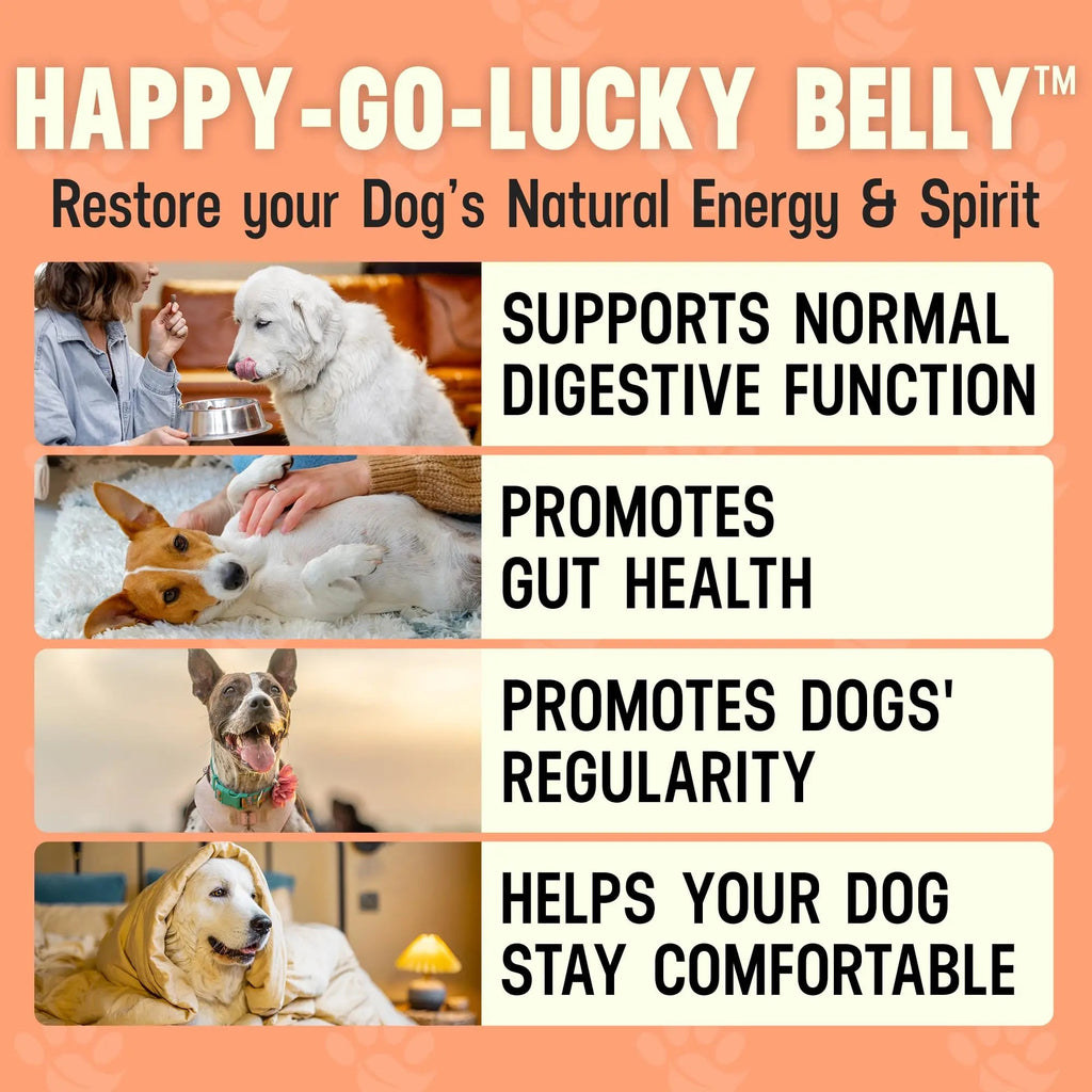 Better Dog Supplements Happy-Go-Lucky Belly by Cesar Millan - Natural Dog Digestive Support Powder – Dog Constipation Relief, Gut Balance & Regularity with Herbal Fiber for Dogs – 4oz (60-Day Supply) - TrustMedUSA