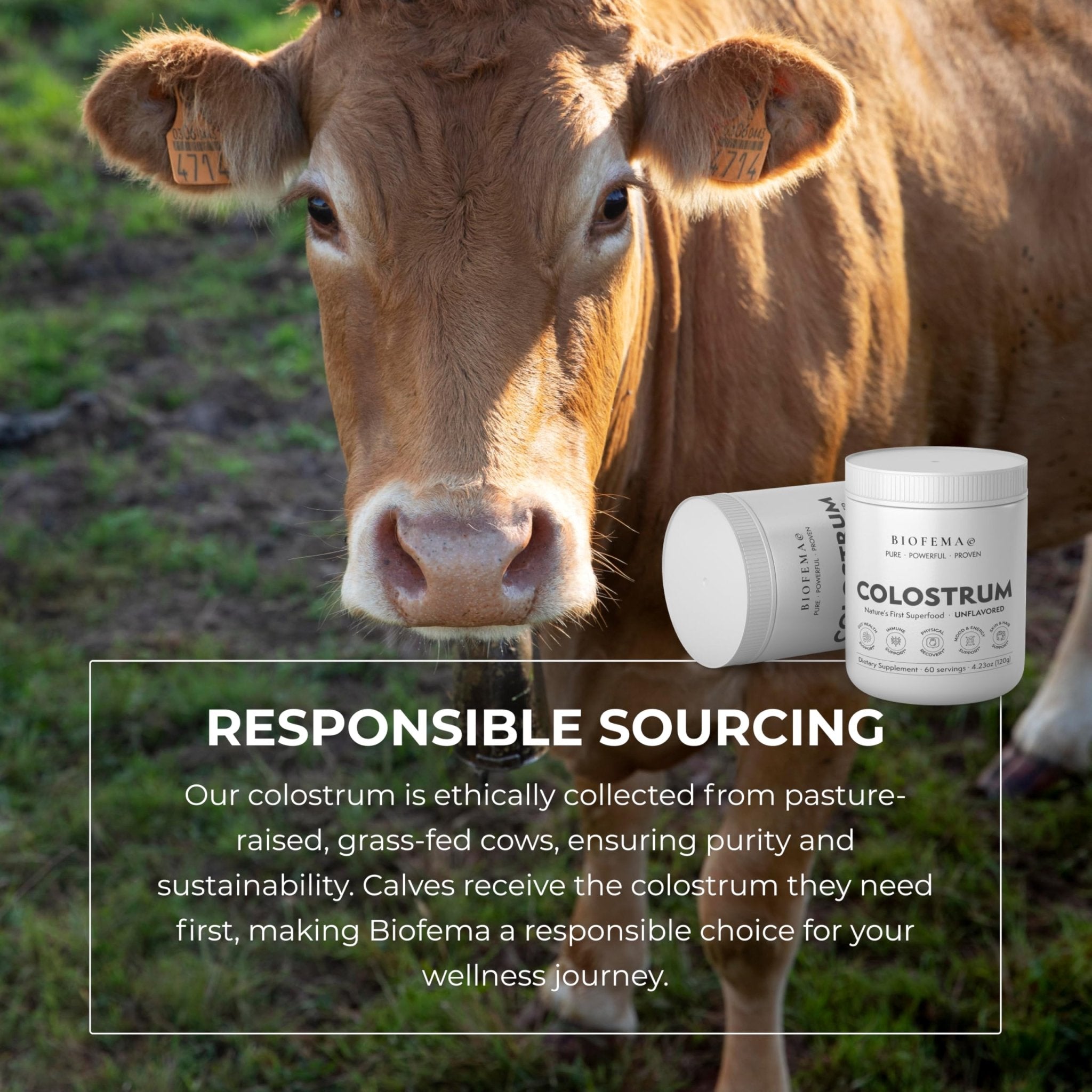 BIOFEMA Bovine Colostrum Supplement - Natures Superfood – First Milk Powder Magic for Gut Health, Immune Support, Physical Recovery, Skin, Hair & Nail Health - TrustMedUSA