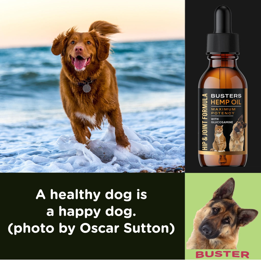 Busters Hip and Joint Hemp Oil Formula enriched with Glucosamine, Pain Relief for Dogs and Pets, Arthritis, and Advanced Mobility Support - TrustMedUSA