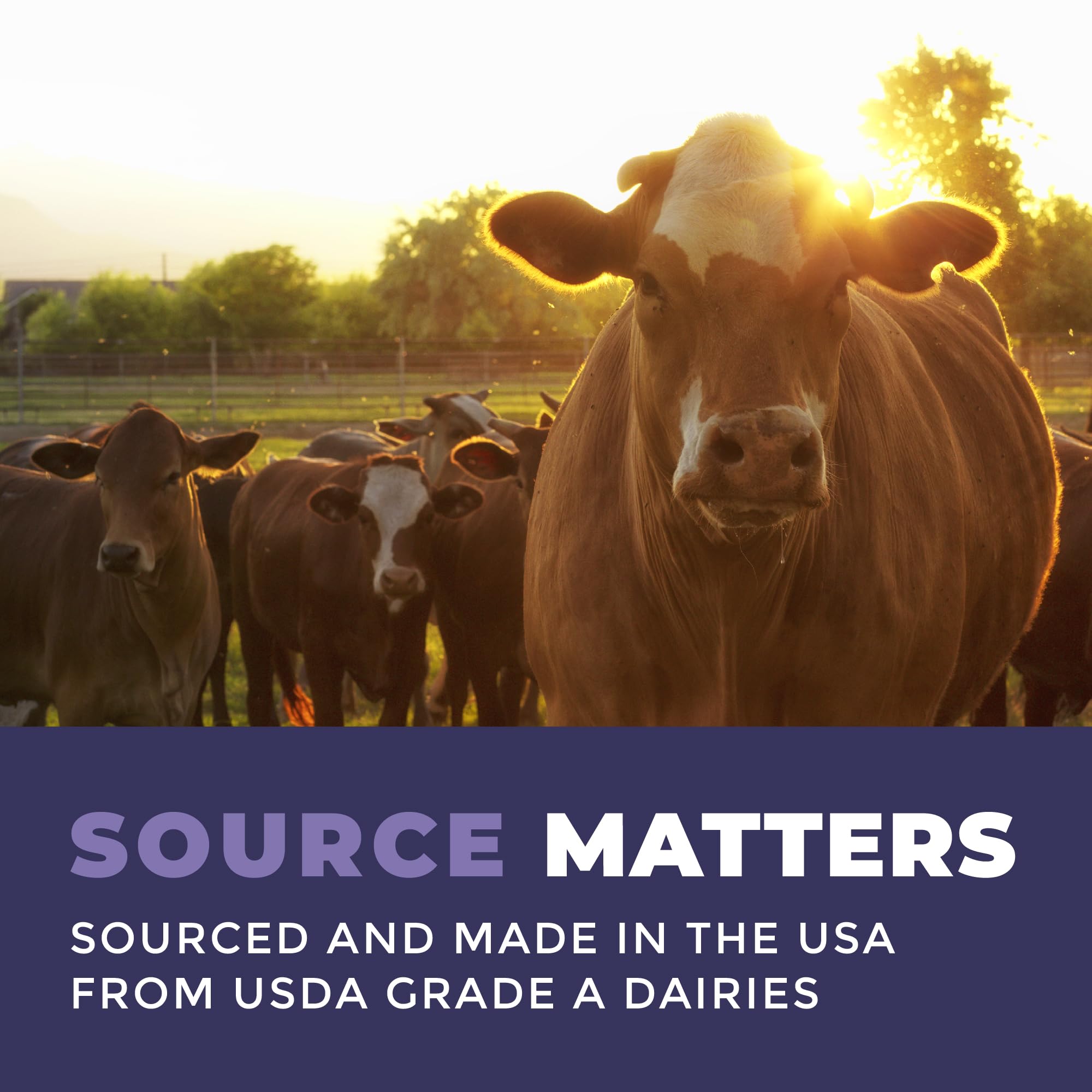 Colostrum Powder – USA Sourced Bovine Colostrum for Humans for Immune Support, Gut Health, Muscle Recovery - Single Ingredient, No Additives, Grass Fed, Non-GMO Colostrum Supplement for Women and Men - TrustMedUSA