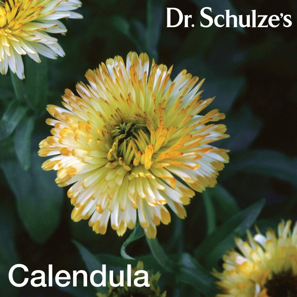Dr. Schulze's Deep Tissue Oil | Powerful Herbal Support for Muscles, Tendons and Joints - TrustMedUSA