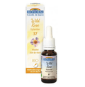 Fleur de Bach BIO Wild rose (Églantier) Flacon 20 ml BIOFLORAL - TrustMedUSA