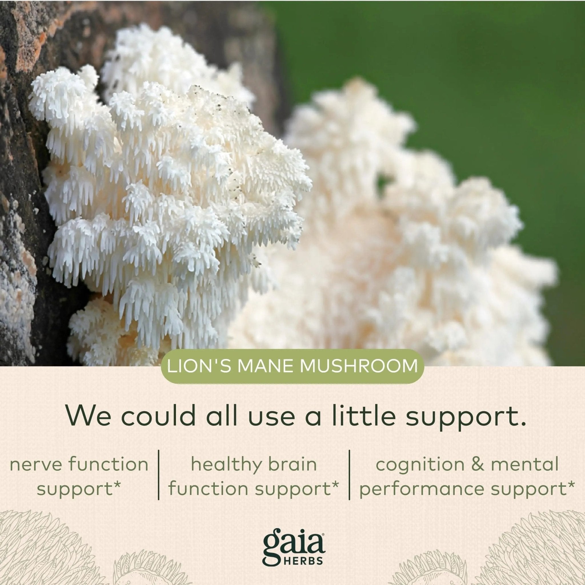 Gaia Herbs Organic Lion’s Mane Mushroom - Brain and Nerve Support Supplement - TrustMedUSA