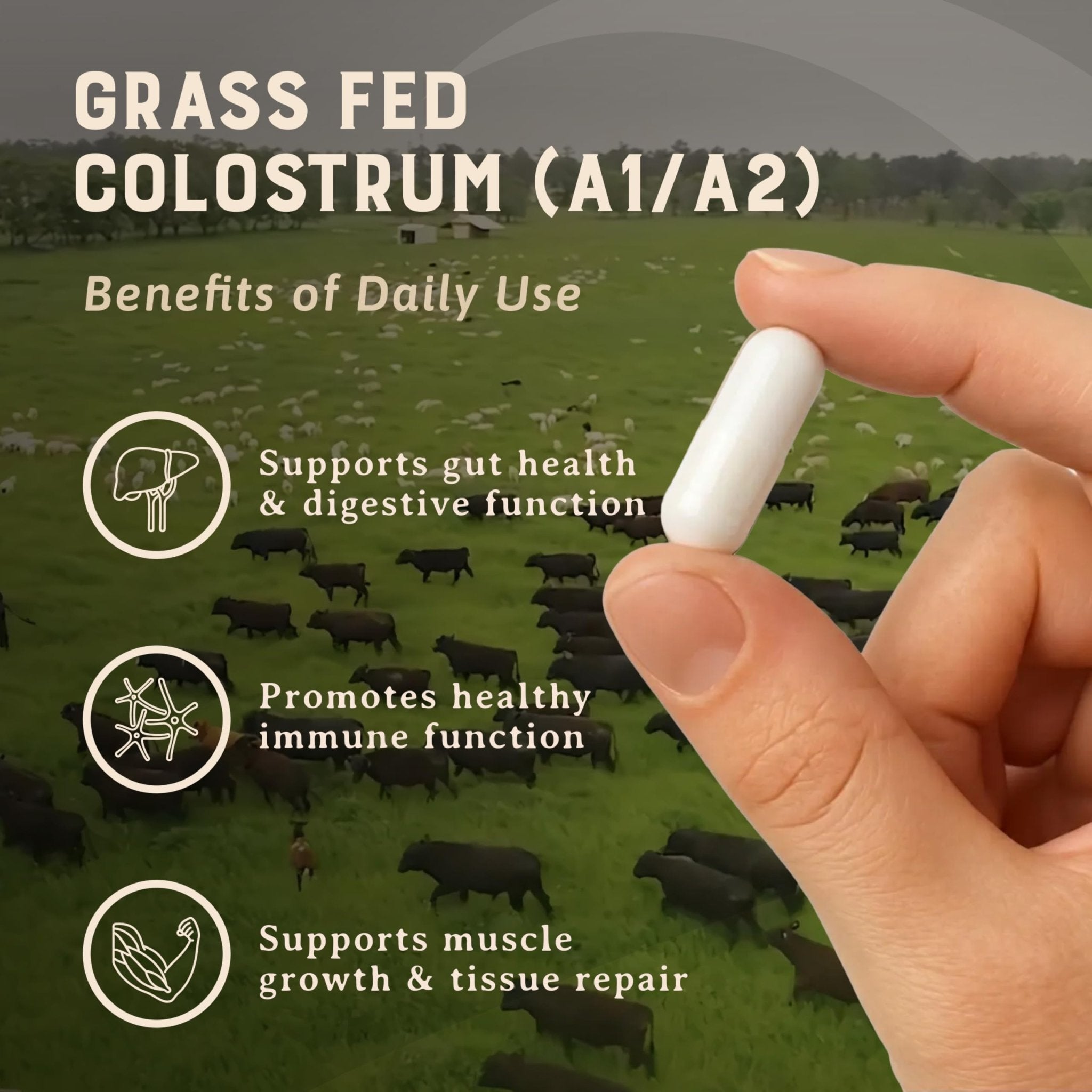 HEART & SOIL 100% Grass Fed & Finished Colostrum Supplement from Regenerative Cattle for Gut, Muscle & Immune Health – 3000mg Bovine Colostrum Capsules - Gut Health for Men & Women –180 Capsules - Maple Wellness Supplements
