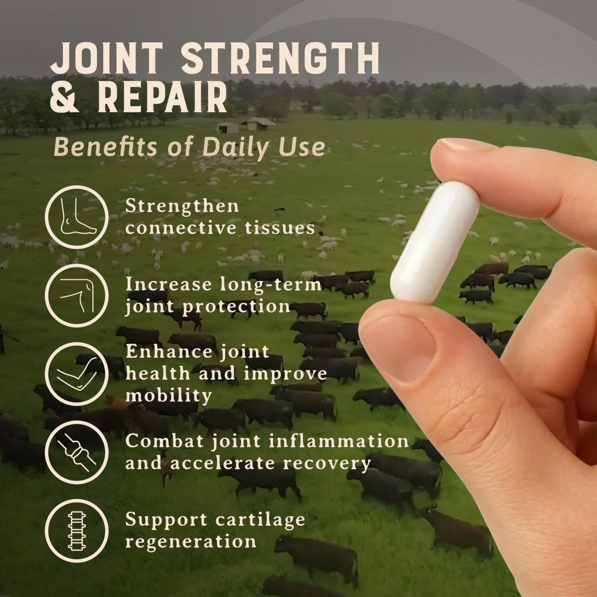 Heart & Soil 100% Grass Fed & Finished Joint Support Supplement from Regenerative Cattle with Trachea, Scapula & Bone Marrow – Supports Joint Strength & Mobility – 3000mg – Glass Bottle – 180 Capsules - TrustMedUSA
