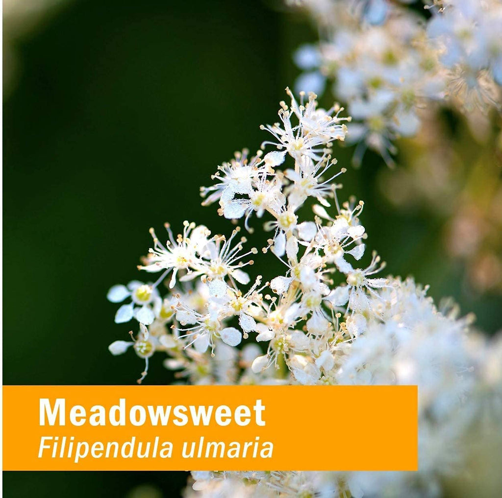 Herb Pharm Certified Organic Meadowsweet Liquid Extract for Minor Pain - 1 Ounce (DMEAD01) - TrustMedUSA