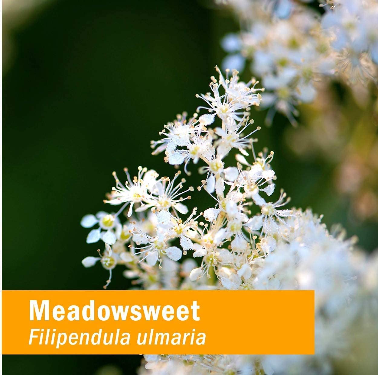 Herb Pharm Certified Organic Meadowsweet Liquid Extract for Minor Pain - 1 Ounce (DMEAD01) - TrustMedUSA