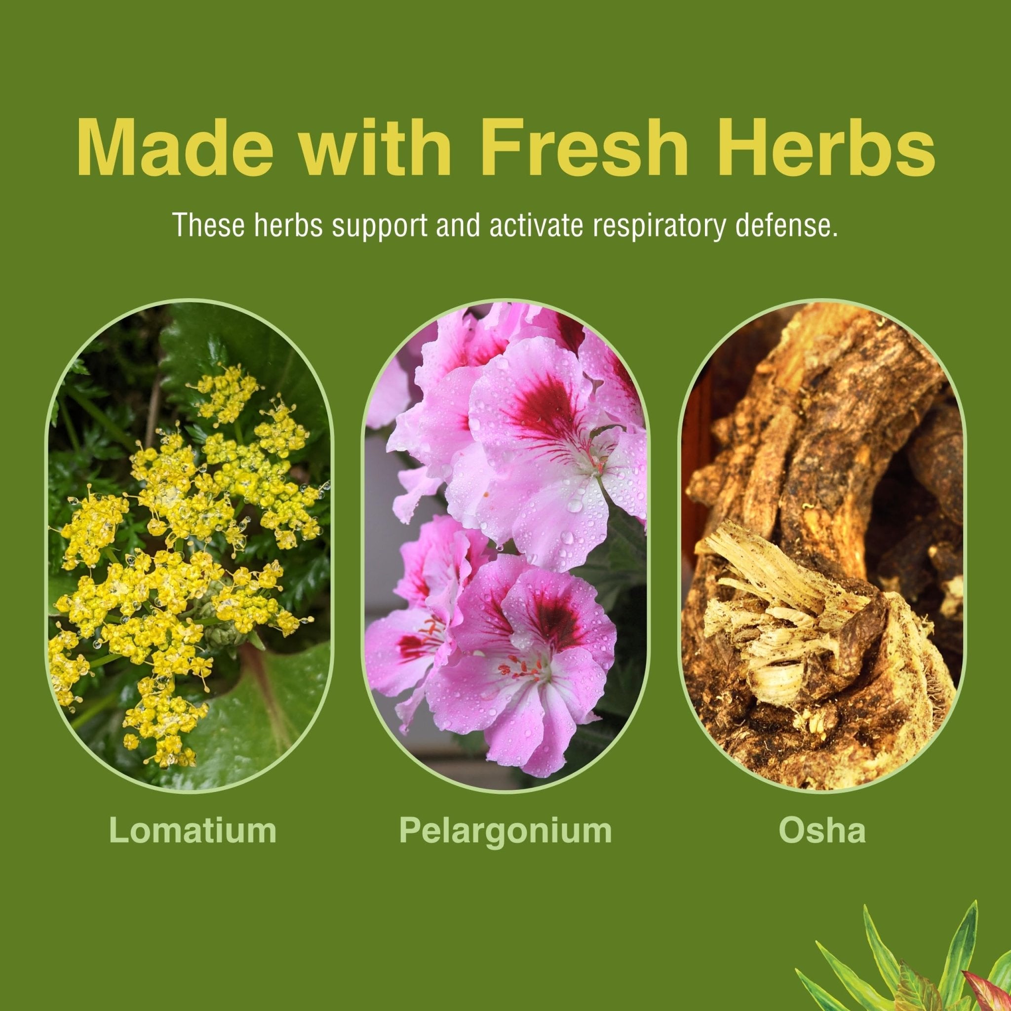 Herbs Etc. Loviral - Lung Health Supplement for Respiratory Defense & Support - Herbal Supplement with Lomatium, Pelargonium & OSHA - Gluten-Free - 60 Softgels (60 Servings) - TrustMedUSA