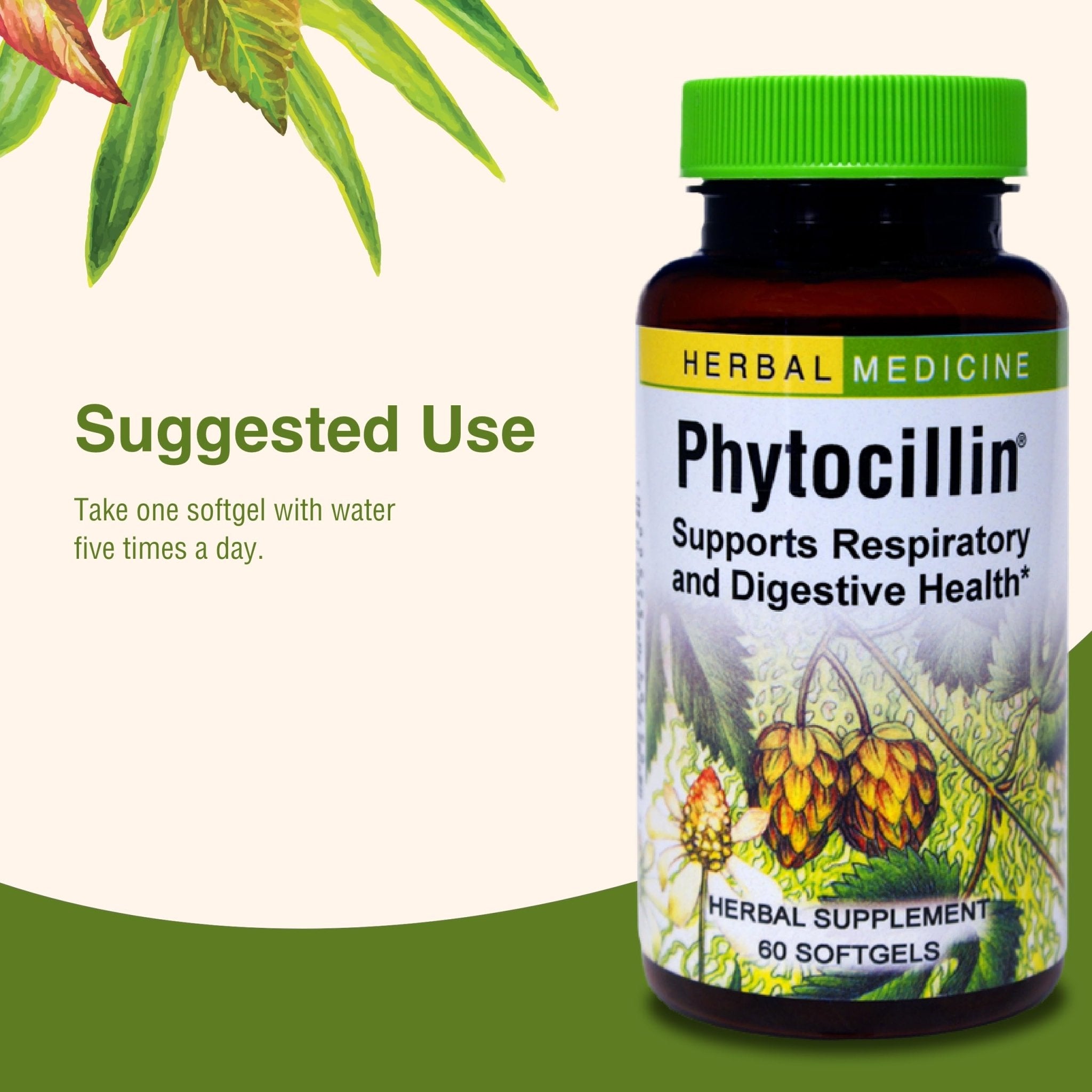 Herbs Etc. Phytocillin - Respiratory & Digestive Health Support Supplement - Herbal Formula to Support Digestion - Support Healthy Breathing - 60 Softgels (60 Servings) - TrustMedUSA