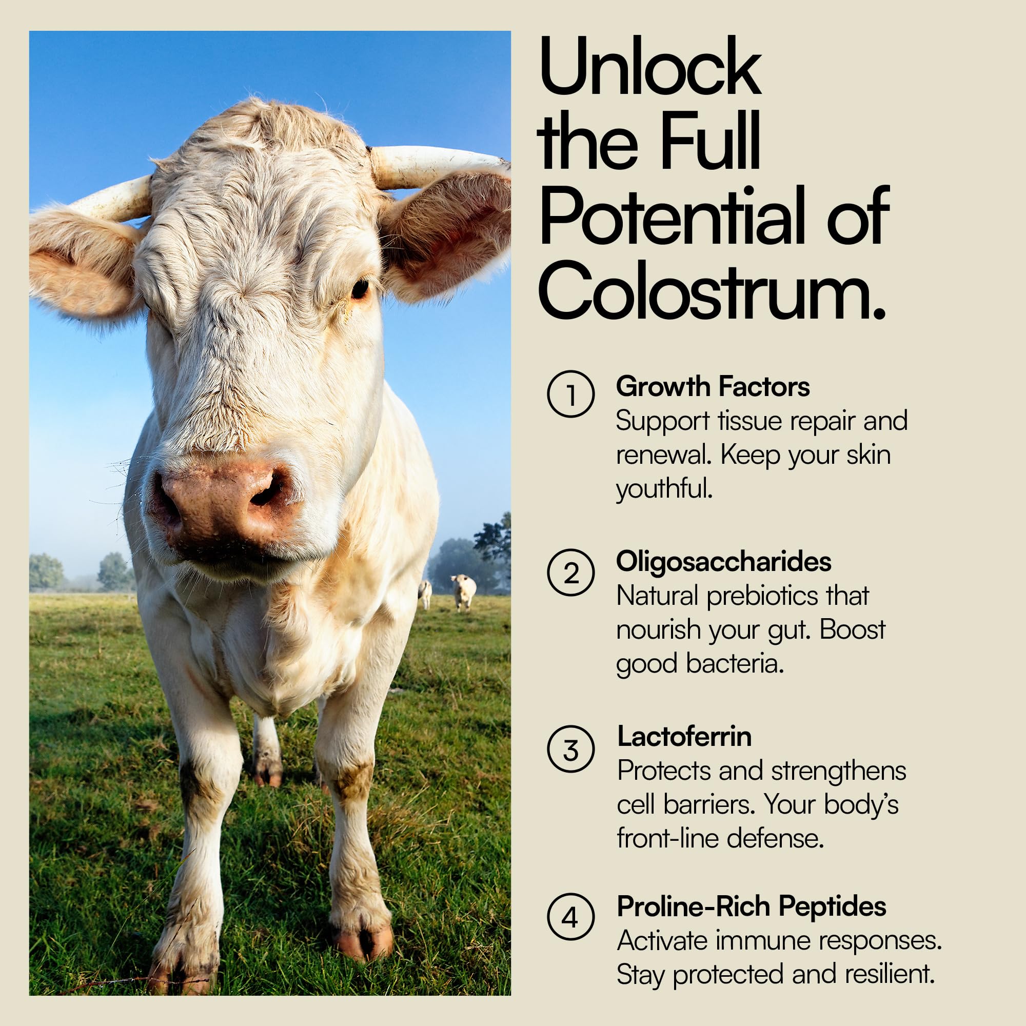 Heylo Premium Colostrum Powder – 100% Pure, Grass-Fed Bovine 40% IgG Supplement, Natural Gut Health Bloating Immunity Skin & Hair, Muscle Recovery, Rich in Immunoglobulins, 60 Servings - TrustMedUSA