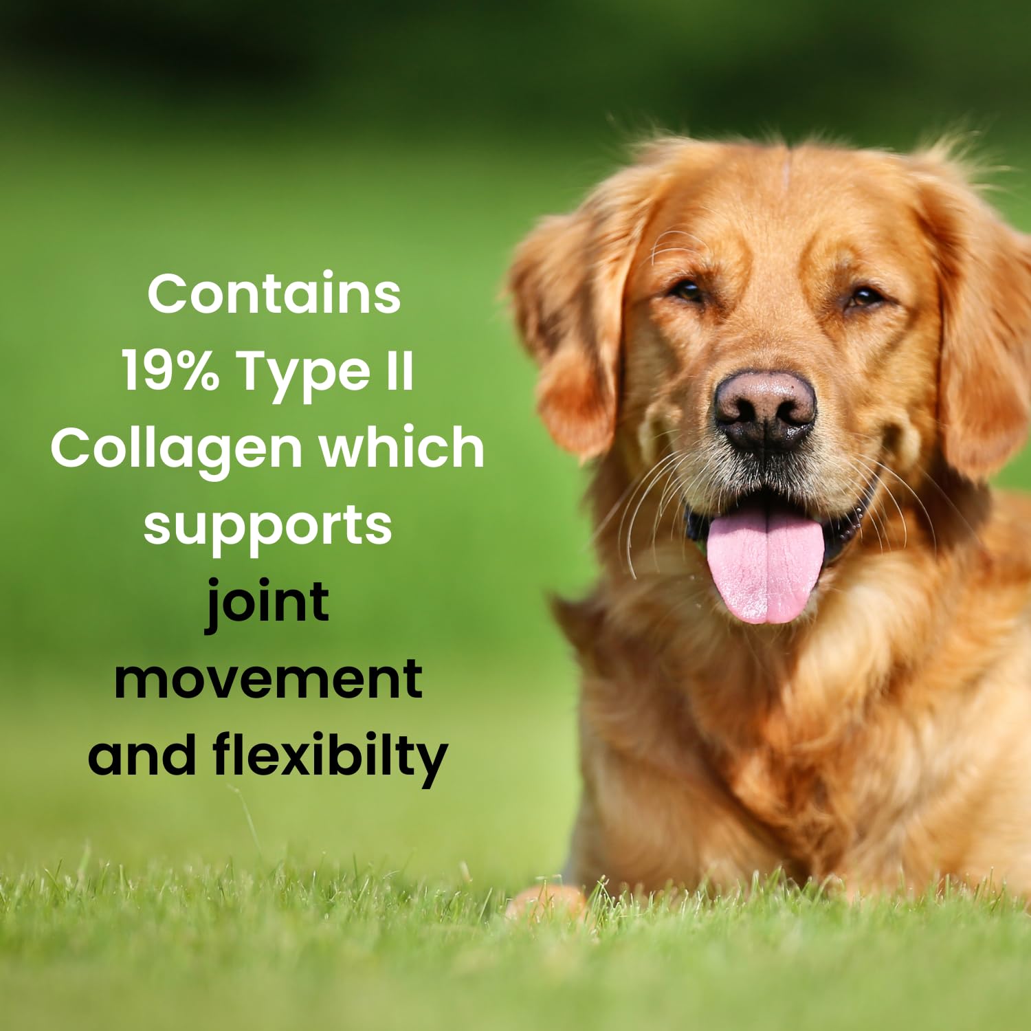 Hofseth BioCare Brilliant Bone & Joint Supplement for Dogs - High Strength Calcium & Collagen Powder for Joint & Hip Support, Essential Supplement for Dog’s of All Ages - 10.6 Oz - TrustMedUSA