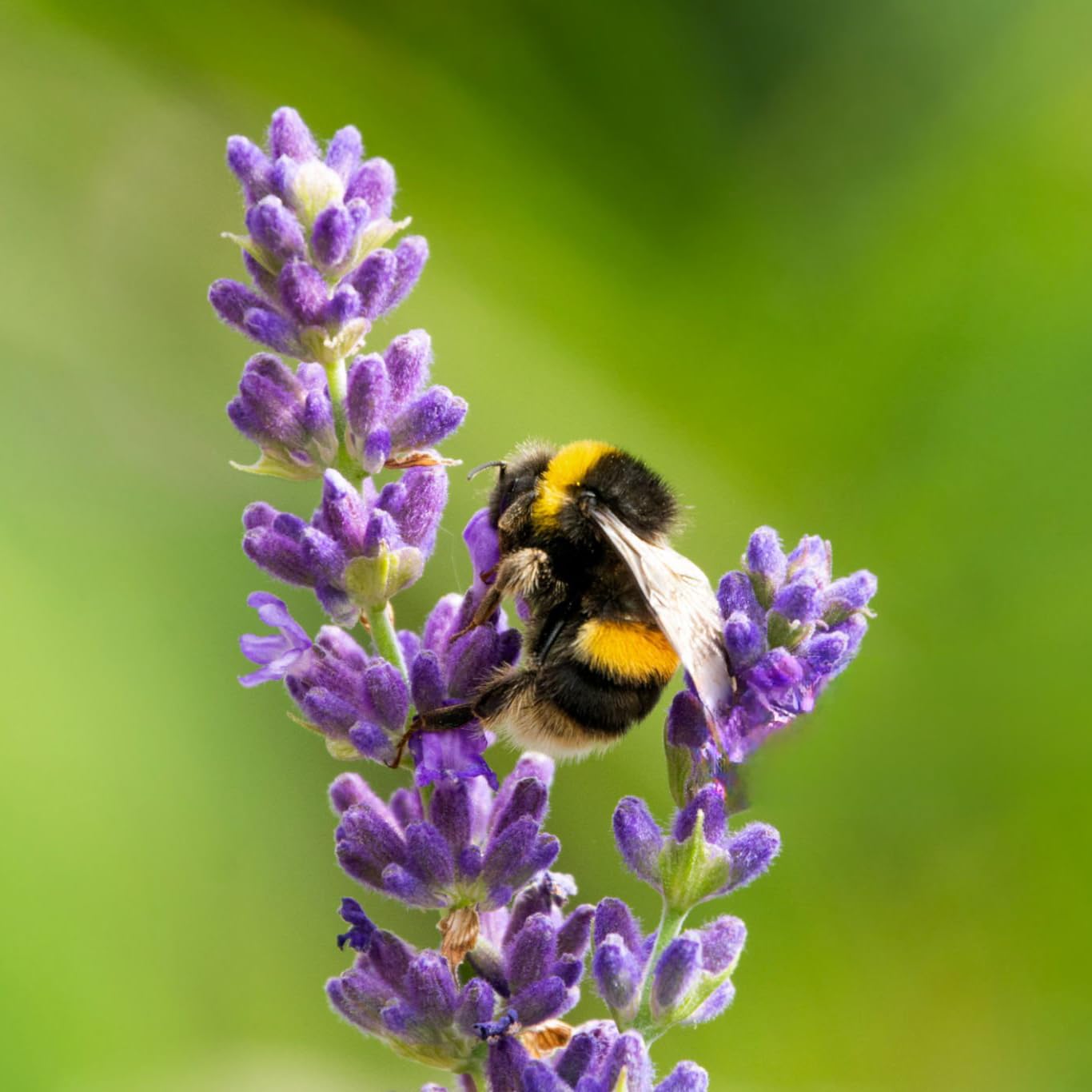 Lavender Aerated Lip Balm tin - Single - TrustMedUSA