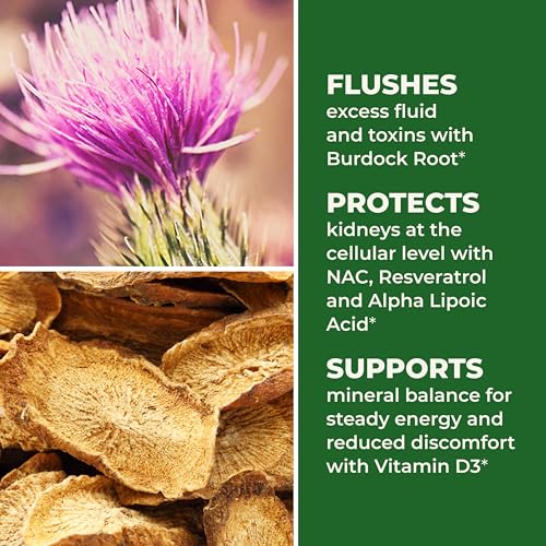 LifeSeasons Kidney Support Supplement – Cellular Protection with NAC, Alpha Lipoic Acid, Resveratrol, Burdock Root & Vitamin D3 – Supports Detox, Oxidative Stress & Renal Function – 120 Capsules - TrustMedUSA