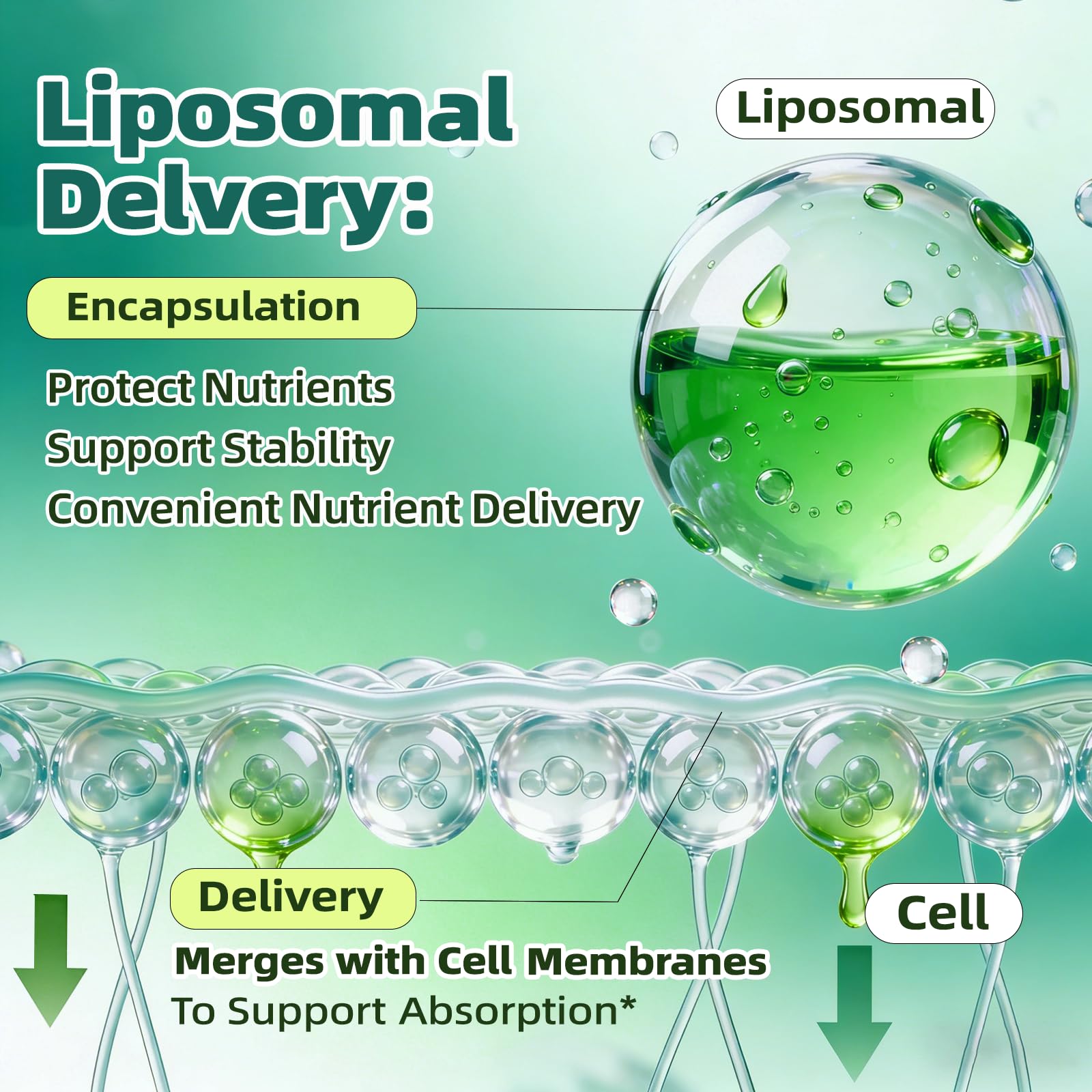Liposomal Lymphatic Drainage Drops, 4 fl oz – 30-in-1 Lymphatic Drainage Supplements with 23 Herbs & 7 Vitamins – Supports Lymphatic System, Immune & Liver Health – Detox Support – 60-Day Supply - Maple Wellness Supplements
