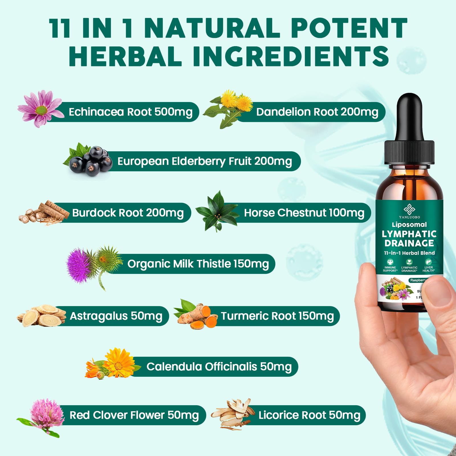 Lymphatic Drainage Drops - 11 in 1 Lymphatic Supplement for Immune, Lymph System & Liver Detox - with Echinacea, Horse Chestnut, Dandelion, Elderberry & Burdock - Raspberry Flavor, Vegan, 2 Fl Oz - Maple Wellness Supplements