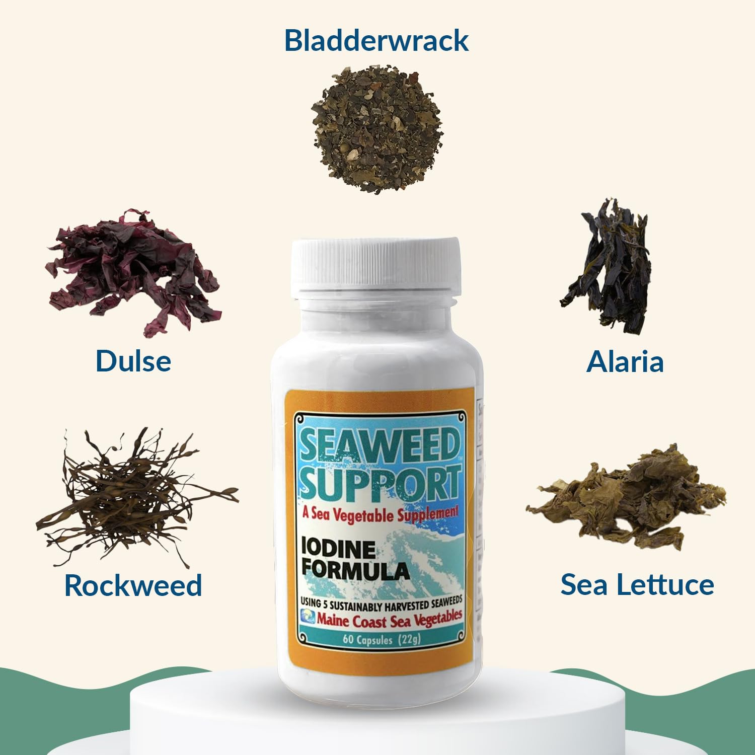 Maine Coast Sea Vegetables Seaweed Support Iodine Formula | Source of Iodine from Seaweed | Daily Use Iodine Supplement | Organic Alaria, Rockweed, Sea Lettuce, Dulse & Bladderwrack blend | 60 Capsule - TrustMedUSA