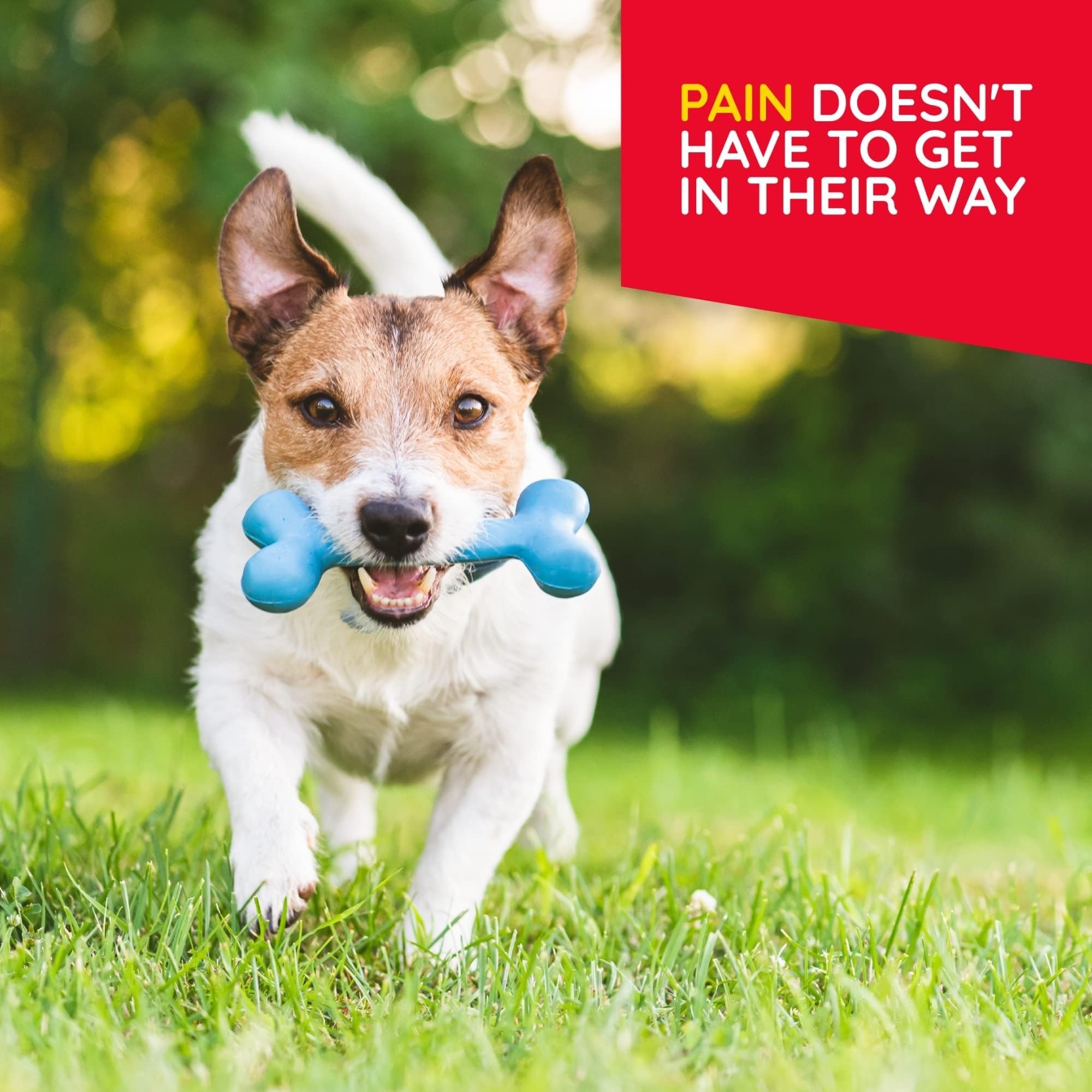 MediNatura Plant-Powered Pet Pain Relief Bundle T-Relief Pet Pain Tablets (90) + T-Relief Pet Arthritis (90) 12 Plant-Based Homeopathic Pain Relievers with Arnica - Support for Muscles, Joints + HIPS - TrustMedUSA