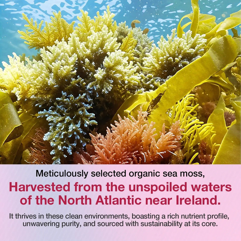 MSLOTAL Irish Sea Moss Gummies with Ashwagandha Bladderwrack and Burdock Root - Natural Irish Seamoss Supplement for Thyroid, Energy, Immune Support - 60 Vegan Gummy - TrustMedUSA