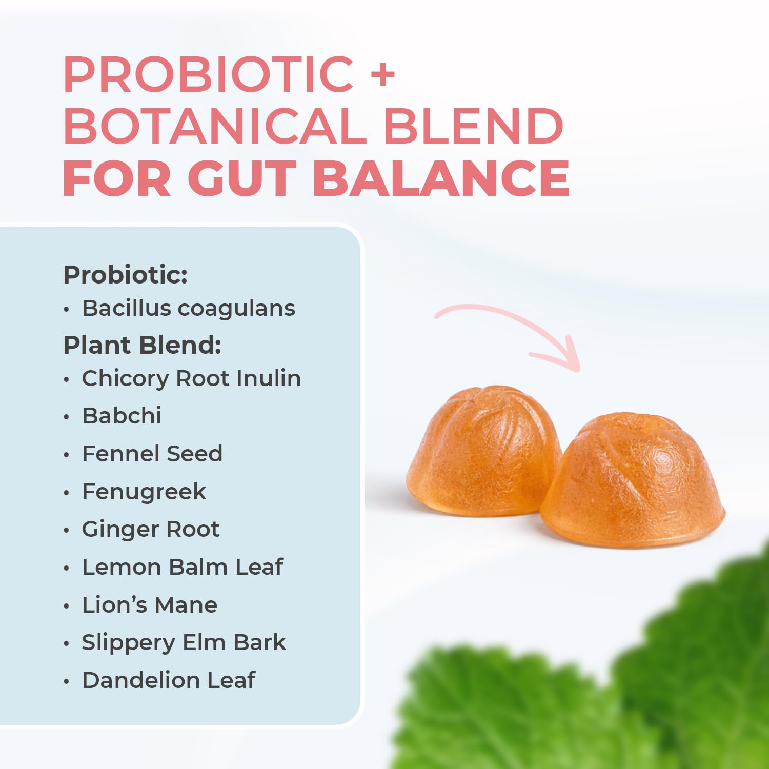 Nature’s NutriWave PrimeBiome Probiotic Gummies – Plant-Based Blend with Inulin, Lion’s Mane, Ginger & More– Non-GMO, No Stimulants, GMP Certified - TrustMedUSA