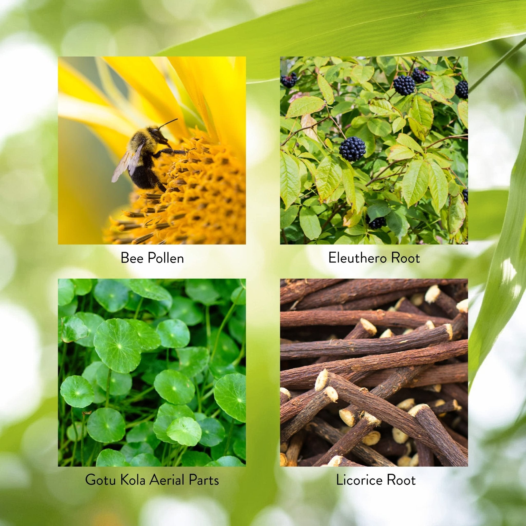 Nature's Sunshine Energ-V - Herbal Blend to Support Energy Levels (100 Capsules) - TrustMedUSA