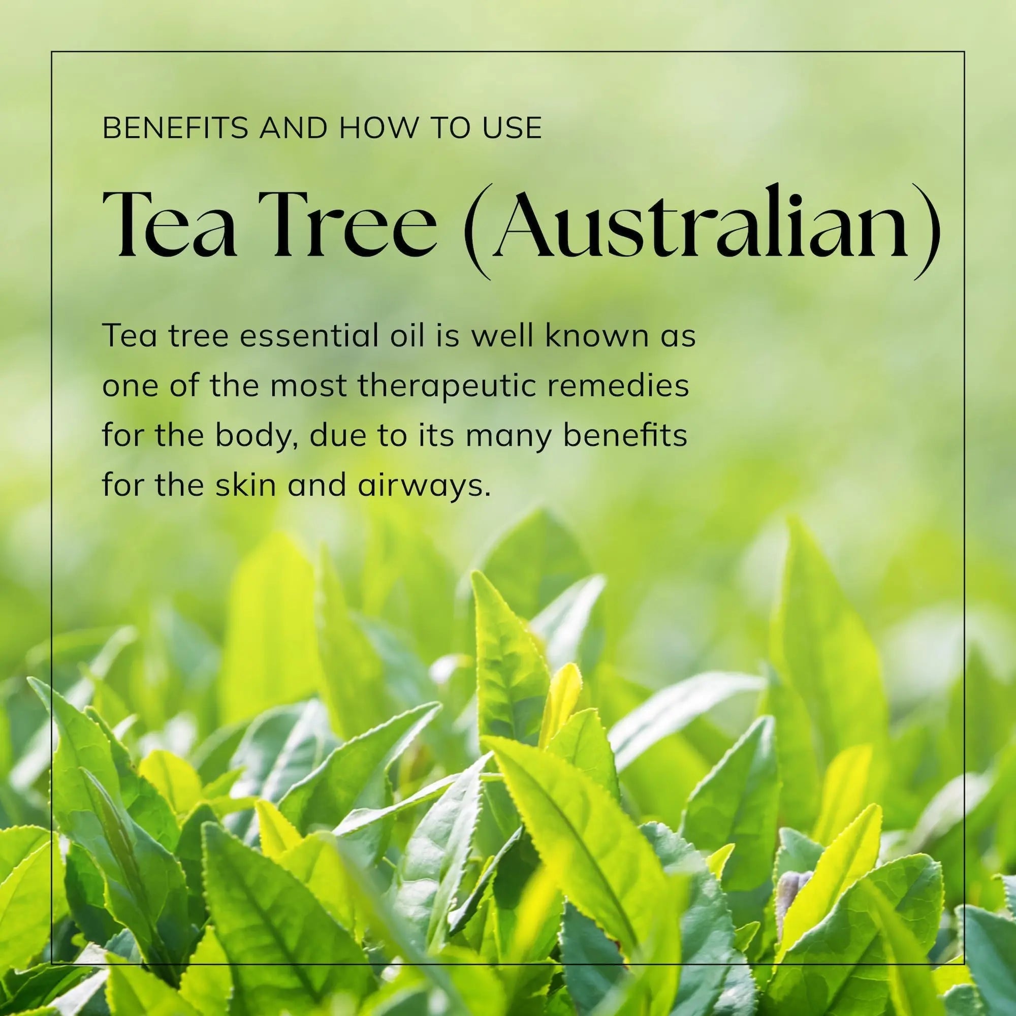 Nikura Pure Australian Tea Tree Essential Oil for Skin, Nail Fungus, Face, Hair, Acne - TrustMedUSA