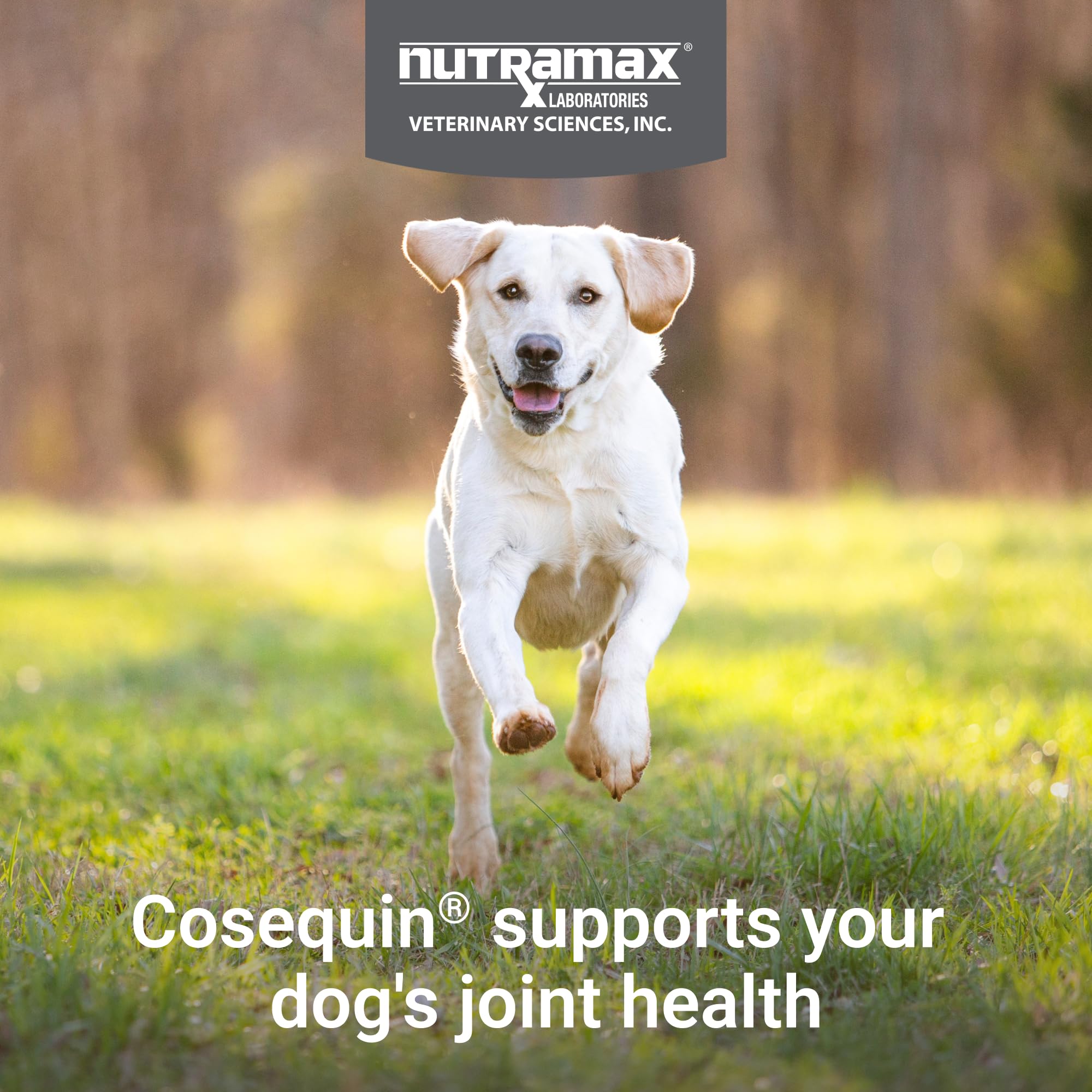Nutramax Cosequin for Dogs Joint Health Supplement, Contains Glucosamine for Dogs, Chondroitin, MSM and Omega-3s, Supports Joint and Skin and Coat Health, Soft Chews, 60 Count - TrustMedUSA
