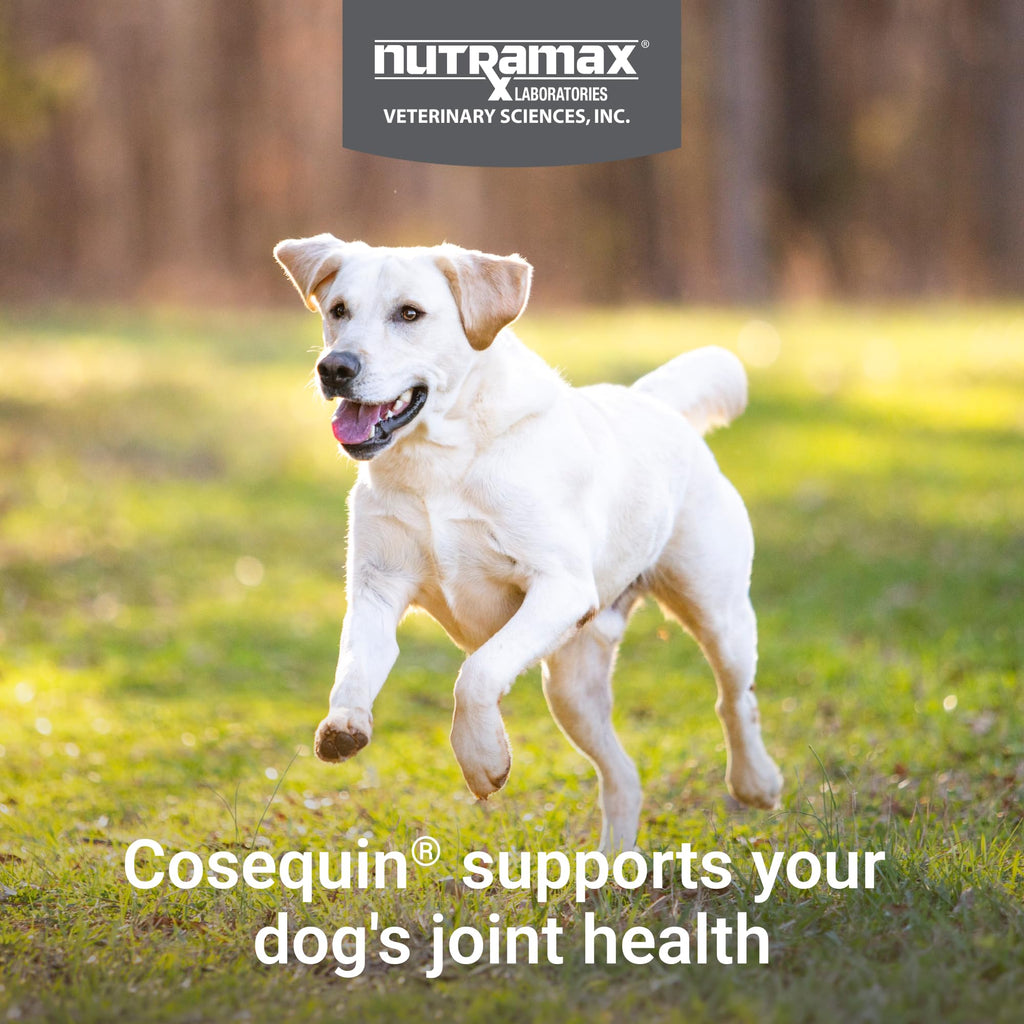 Nutramax Cosequin for Dogs Joint Health Supplement, Contains Glucosamine for Dogs, Plus Chondroitin, MSM and HA, Supports Healthy Joints, Chewable Tablets, 75 Count - TrustMedUSA