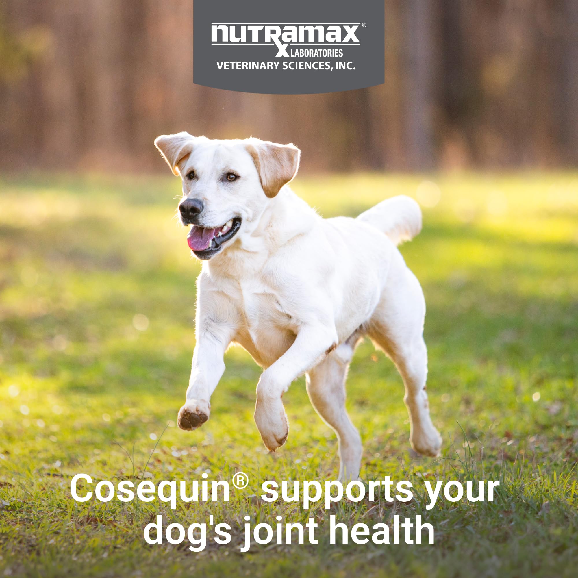 Nutramax Cosequin for Dogs Joint Health Supplement, Contains Glucosamine for Dogs, Plus Chondroitin, MSM and HA, Supports Healthy Joints, Chewable Tablets, 75 Count - TrustMedUSA