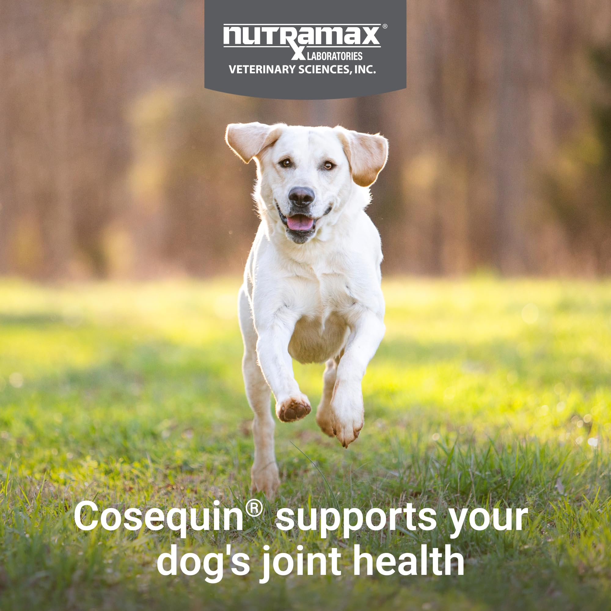 Nutramax Cosequin for Dogs Joint Health Supplement, Contains Glucosamine, Plus Chondroitin, MSM and Omega-3s, Supports Joint and Skin and Coat Health, Soft Chews, 120 Count - TrustMedUSA