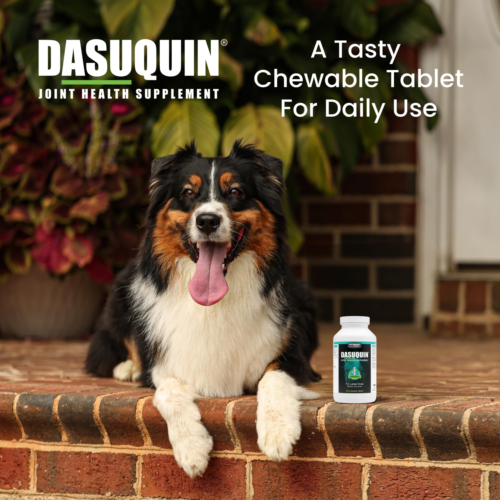 Nutramax Dasuquin for Large Dogs, Joint Health Supplement, Contains Glucosamine for Dogs, Plus Chondroitin, ASU and More, Supports Healthy Joints, Chewable Tablets, 150 Count - TrustMedUSA