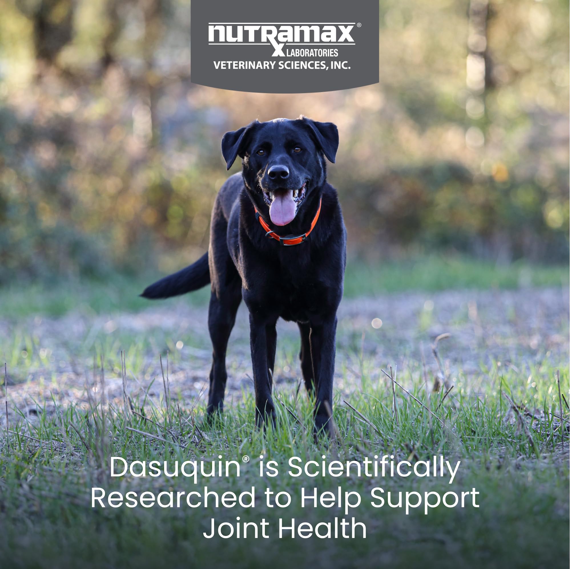 Nutramax Dasuquin for Large Dogs, Joint Health Supplement, Contains Glucosamine for Dogs, Plus Chondroitin, ASU and More, Supports Healthy Joints, Soft Chews, 150 Count - TrustMedUSA