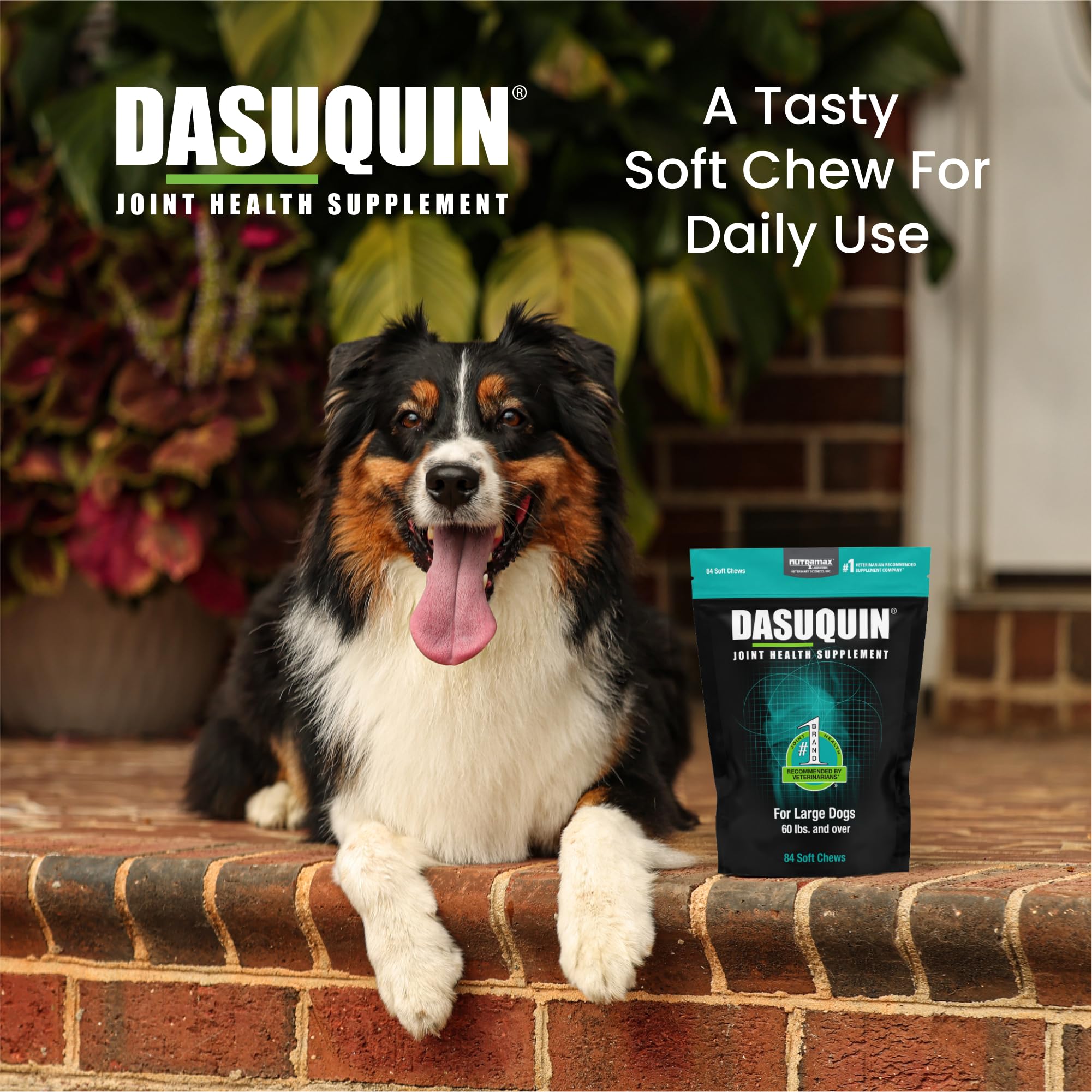 Nutramax Dasuquin for Large Dogs, Joint Health Supplement, Contains Glucosamine for Dogs, Plus Chondroitin, ASU and More, Supports Healthy Joints, Soft Chews, 84 Count - TrustMedUSA